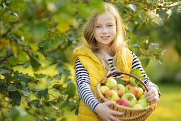 Cute young girl harvesting apples in apple tree orchard in summer day. Child picking fruits in a garden. Fresh healthy food for kids.