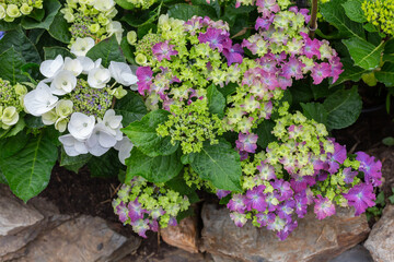Colored flowers hydrangea，Hydrangea macrophylla，Forever Summer，Endless Summer