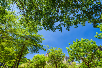 low angle view of green trees with the blue sky background