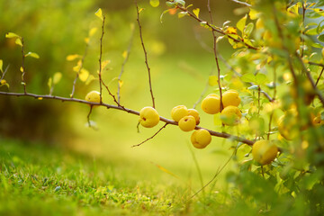 Bright yellow fruits of quince ripening on a branch of japanese quince bush. Harvesting fresh organics fruits.