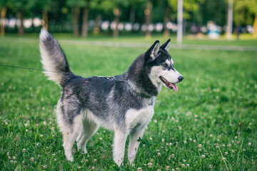 Handsome thoroughbred husky plays in a summer park.