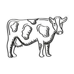 Fototapeta premium cow animal farm