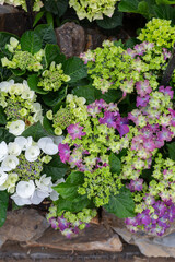 Colored flowers hydrangea，Hydrangea macrophylla，Forever Summer，Endless Summer
