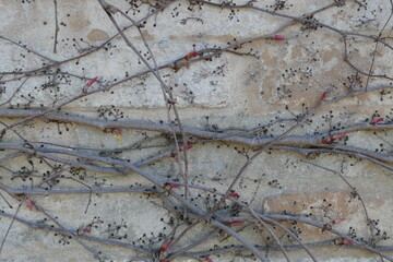 Obraz premium Texture wallpaper