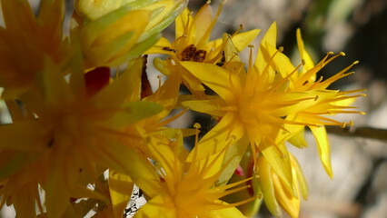 Fiori colorati