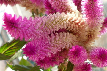 fiore rosa 