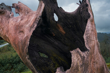 Árbol centenario quemado probablemente por un rayo