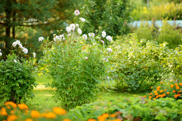 Purple, pink and white dahlia flowers in a backyard garden. Summer season.