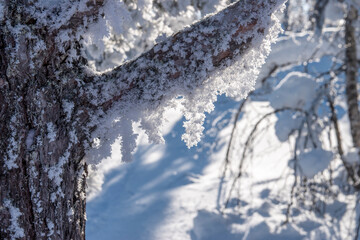 Snow covered trees