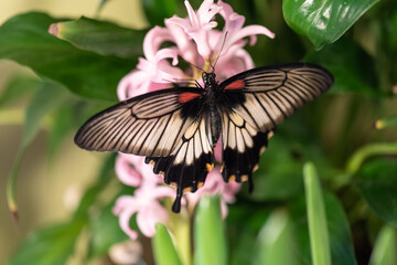 A large Asian butterfly drinks nectar from a flower. Swallow Tail, papilion Lowi
