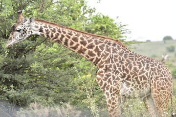 Giraffe