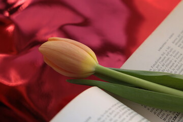 Tulipani di vari colori 