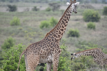 Obraz premium Giraffe