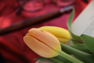 Tulipani di vari colori 