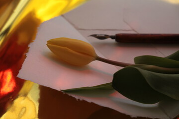 Tulipani di vari colori 