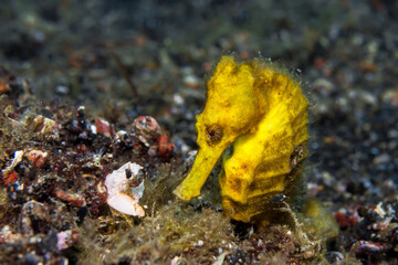 Common seahorse on the sea floor