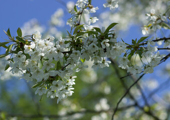 spring