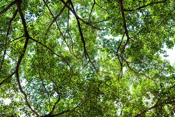 Low-angle view of large trees with the blue sky background - Powered by Adobe