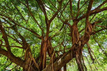 Fototapeta premium low angle view of lush banyan tree with blue sky as background