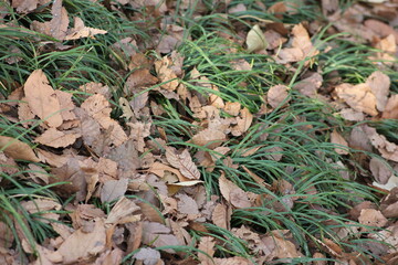 dry leaf in the grass 