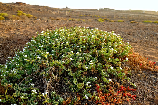 Aizoon plant (Aizoon canariense) in its natural environment of salty volcanic soil, volcanic plateau of Atlantic islands (Cabo Verde, Canary Islands) and Western Africa.