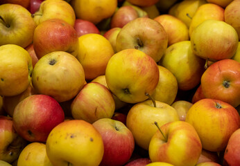 Background from multicolored apples close-up.