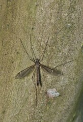 Crane Fly (Tipula oleracea) resting on a Crepe Myrtle tree in Houston, TX. A European species that has become invasive to the USA.