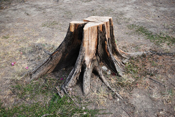 The tree was cut off from the root.