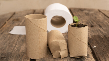 Recycling, reuse of cardboard from toilet paper tubes. Pot for seed sprouting. Toilet paper. Pumpkin sprout.