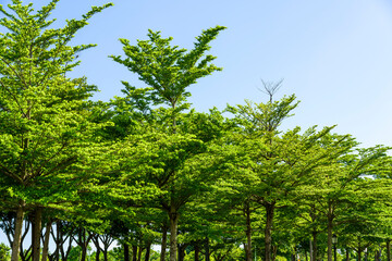 Fototapeta premium Lush green trees with blue sky background