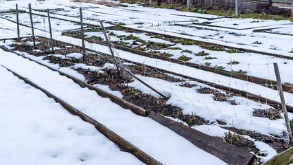 Home garden beds are covered with snow in spring, unexpected snow for gardeners