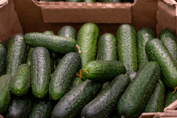 Fresh green cucumbers in a cardboard box.