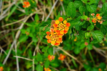 yellow lantana camara flower and green leaf