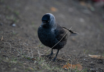 Fototapeta premium Curious Magpielooking for food. Detail on bird