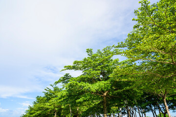 Fototapeta premium low angle view of green trees with the blue sky background