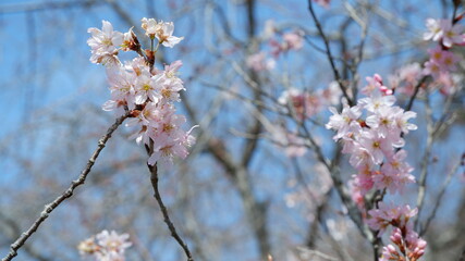 春の空に咲く桜