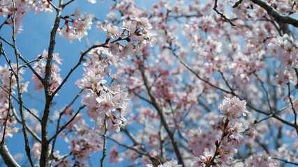 春の空に咲く桜