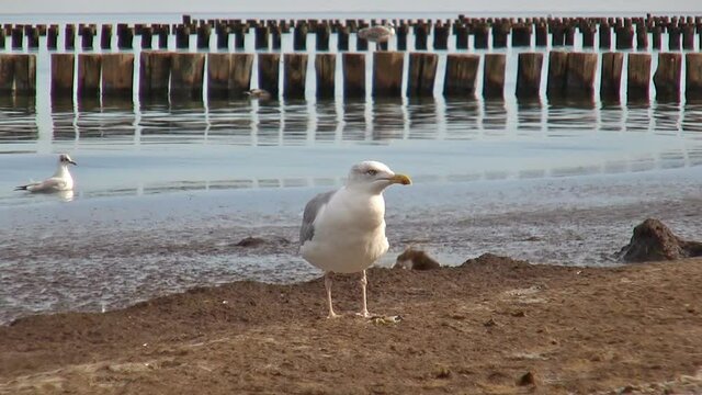 "Diese Tangviecher schmecken doch recht w&uuml;rzig!"