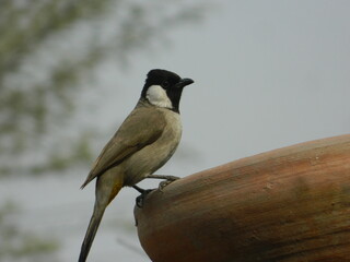 spotted woodpeckerearth
Save birds to save earth