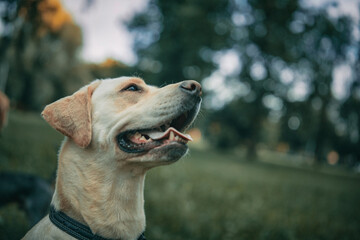 Portrait of a young Labrador Retriever close-up in the park.