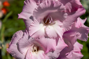 Gladiolus. Pink gladiolus flower close up