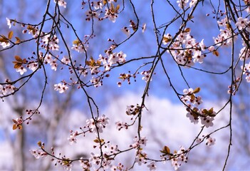 Cherry blossom tree in the blue sky