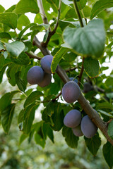 plums on the tree in the orchard