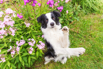 Outdoor portrait of cute smiling puppy border collie sitting on grass flower background. New lovely member of family little dog jumping and waiting for reward. Pet care and funny animals life concept.
