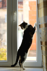 Tabby cat sitting on a window sill and looking outside. Selective focus.