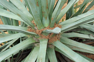 Close-up of the middle of a green Agave plant with brown pine needles on it
