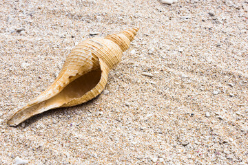 close-up of seashells placed on the beach