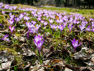 ield of beautiful springtime crocuses flowers in the mountain