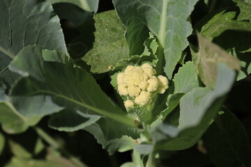 A fresh grown organic cauliflower plant placed cultivated without using any harmful fertilizer. Genetically modified vegetables are rich in micronutrients.