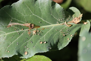 Polluted Water droplets from acid rain collected over the big green leaf of the forest tree leaves.